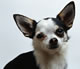 Dog Quotes